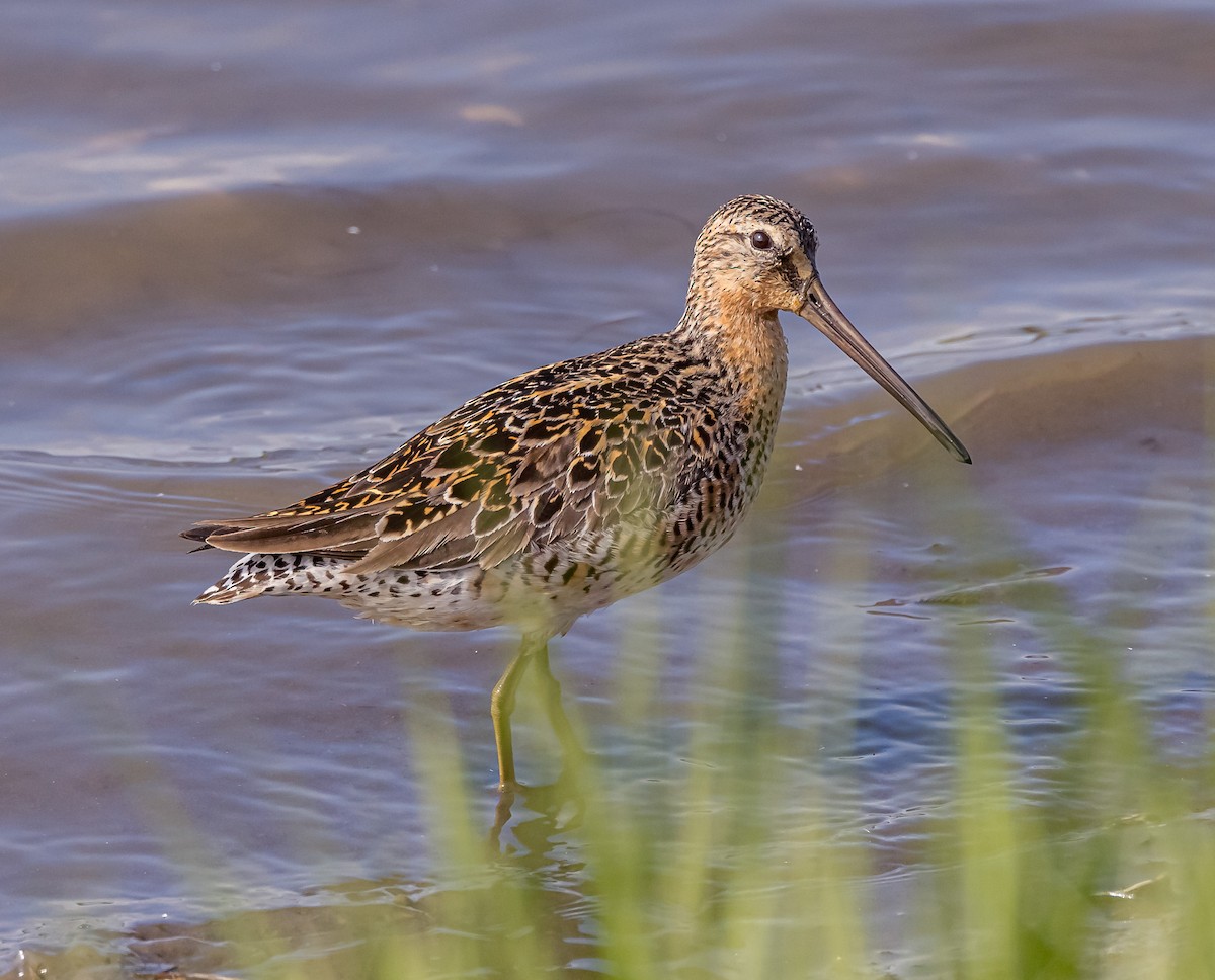 Short-billed Dowitcher - Mike Murphy
