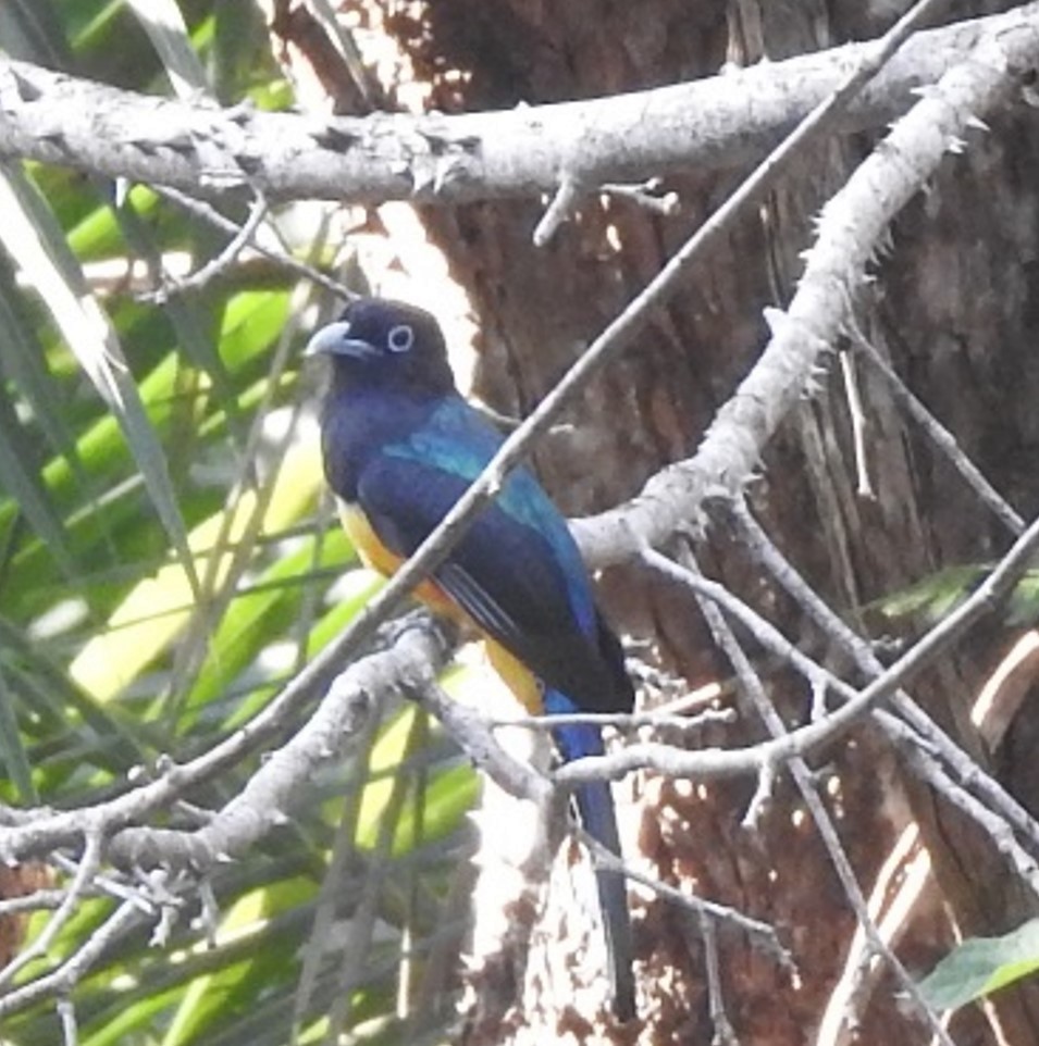 Black-headed Trogon - Jeffrey C and Teresa B Freedman