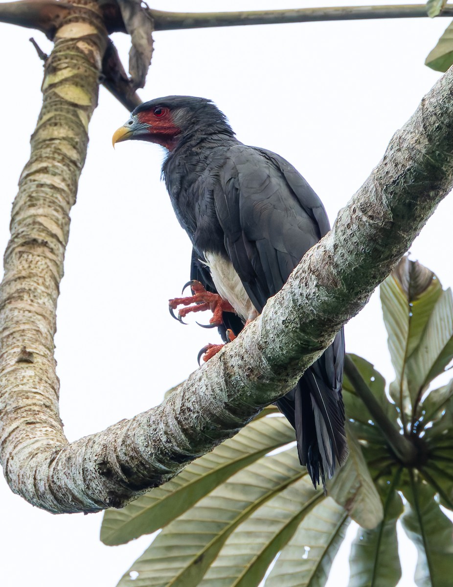 Red-throated Caracara - ML619094976