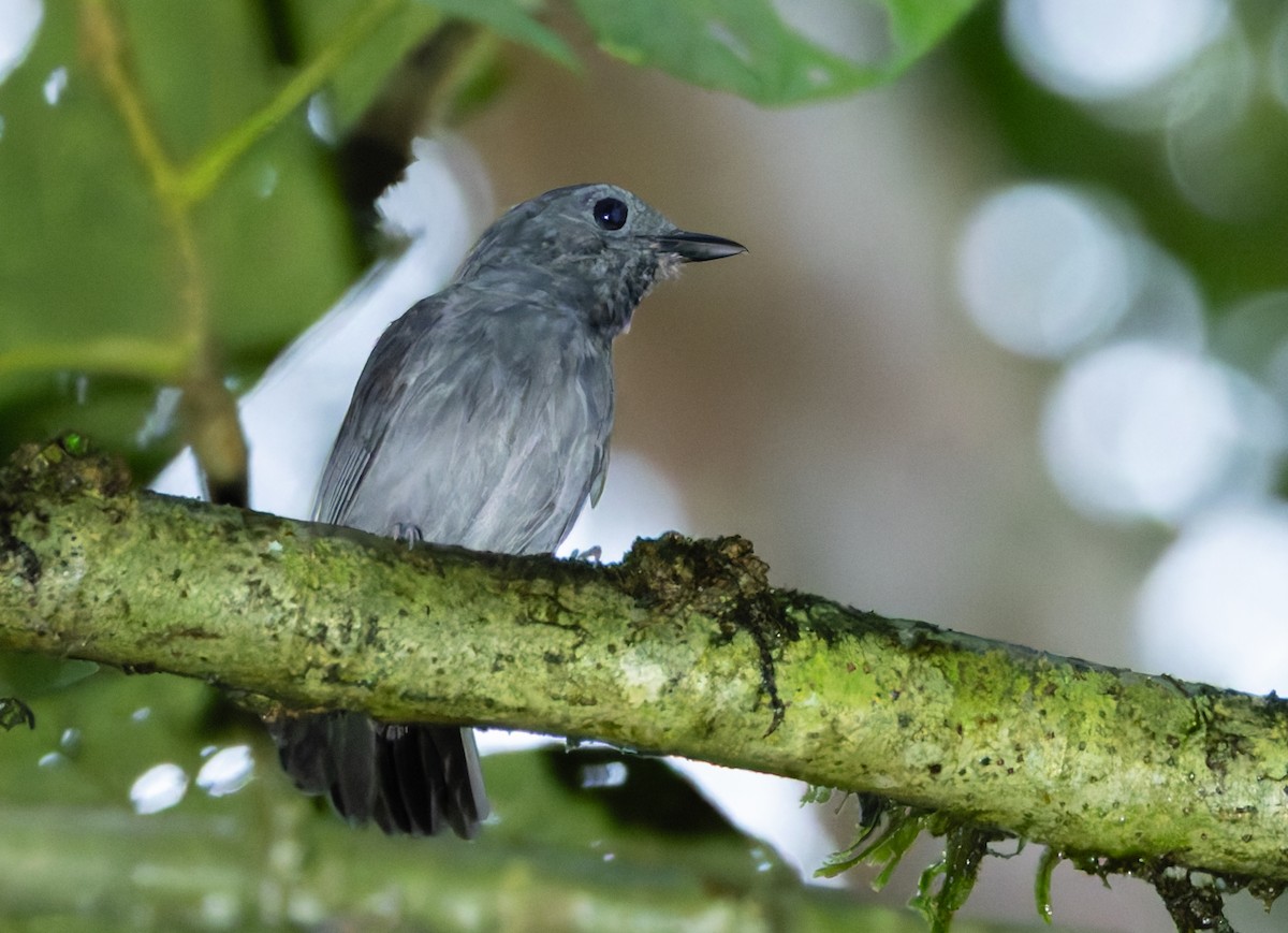 Dusky-throated Antshrike - Joe Aliperti