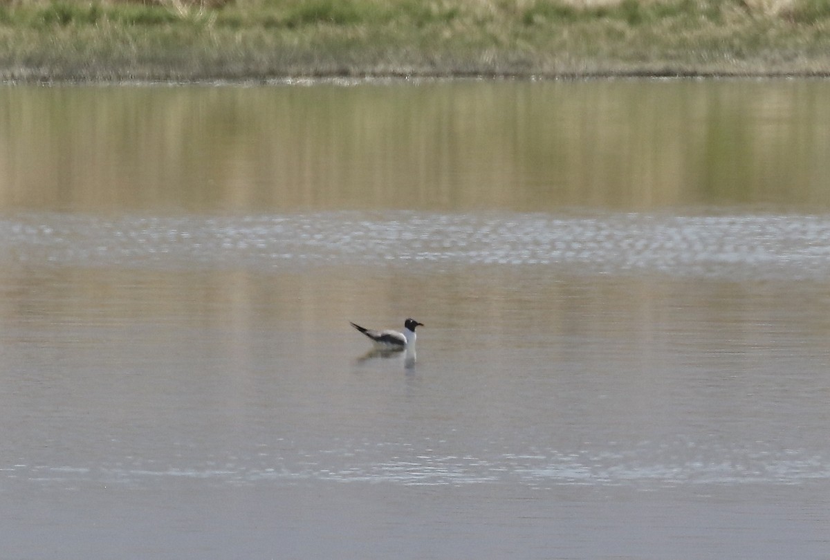 Laughing Gull - Mary Backus