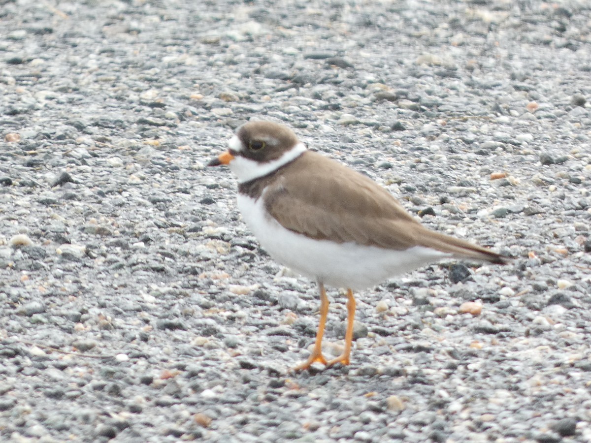 Semipalmated Plover - ML619094999