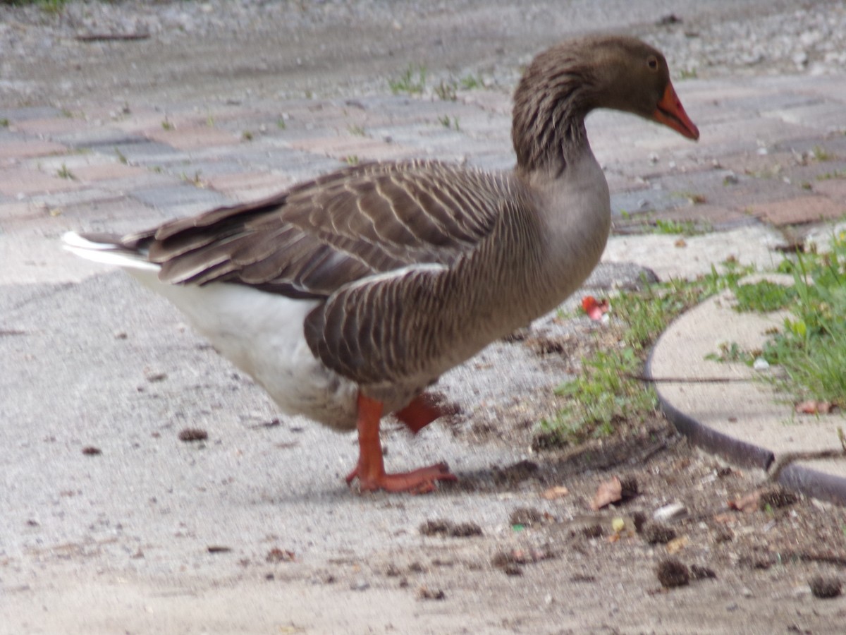 Graylag Goose (Domestic type) - Matthew Stephens