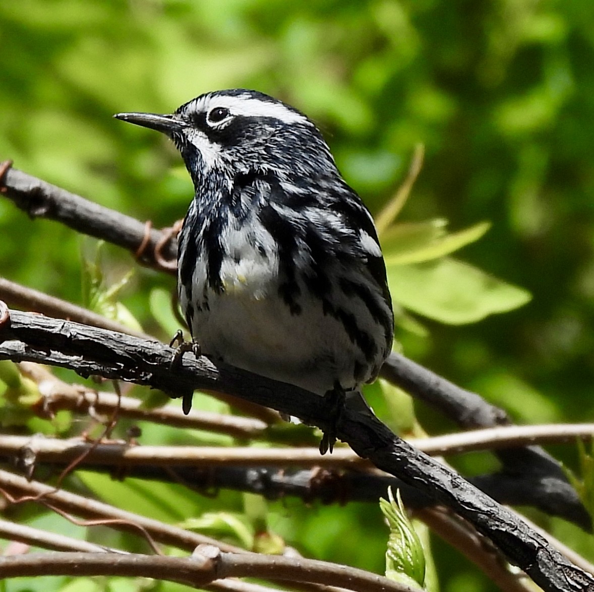 Black-and-white Warbler - Kyle Strode