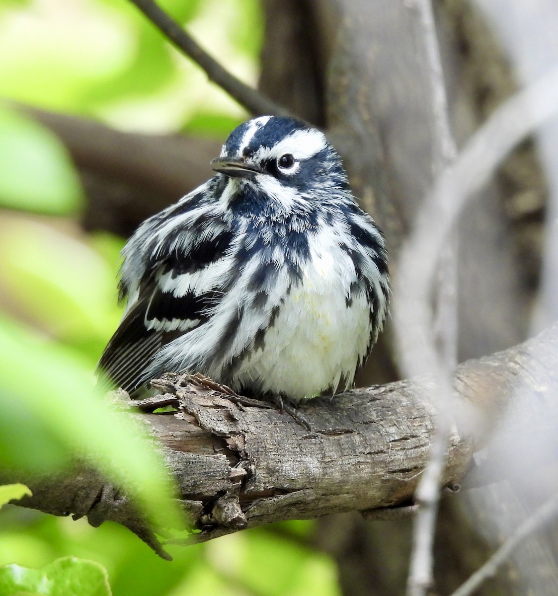 Black-and-white Warbler - Kyle Strode