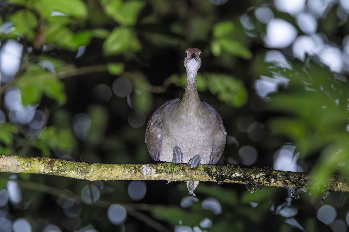 Grand Tinamou - ML619095021