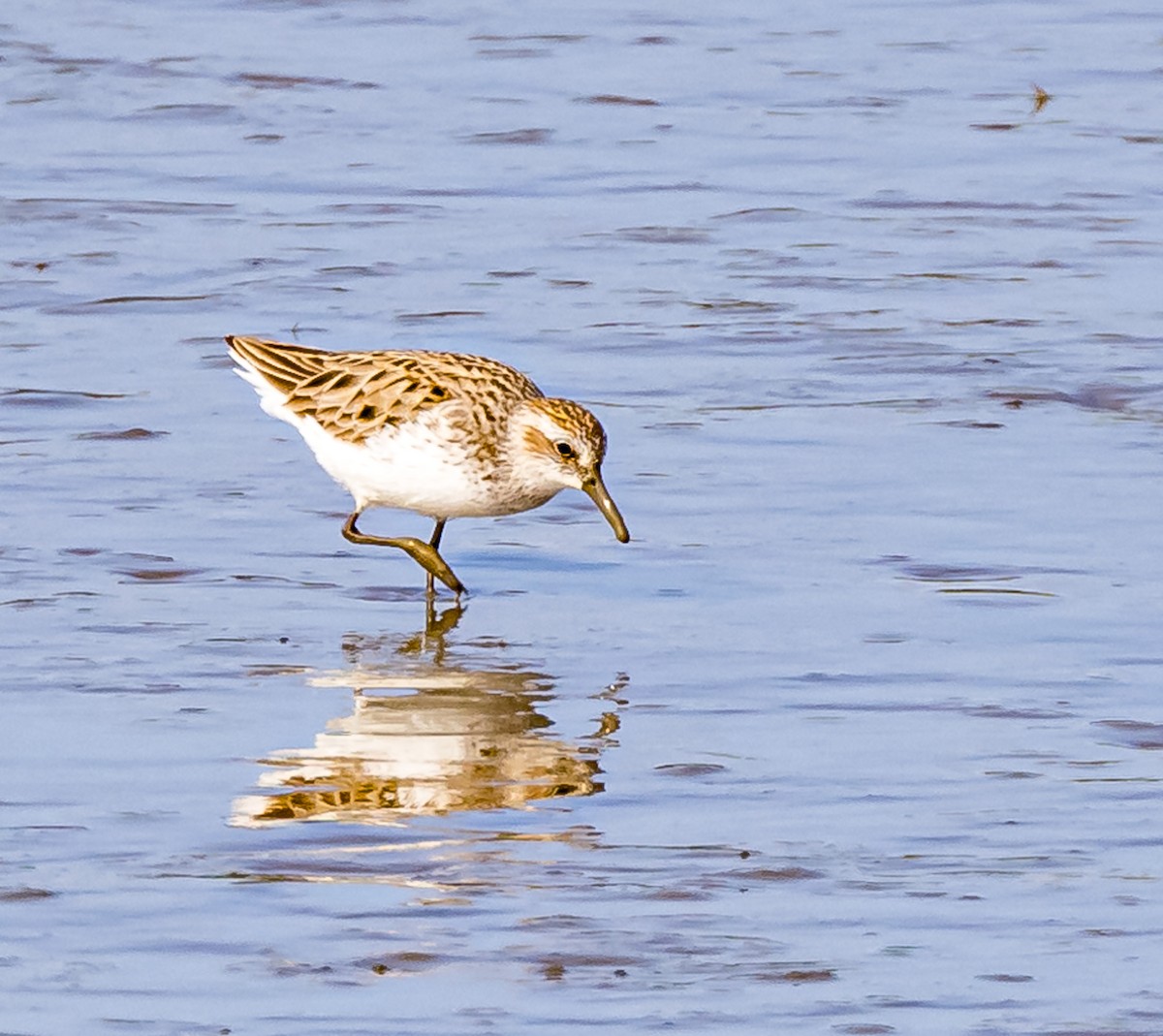 Semipalmated Sandpiper - Mike Murphy