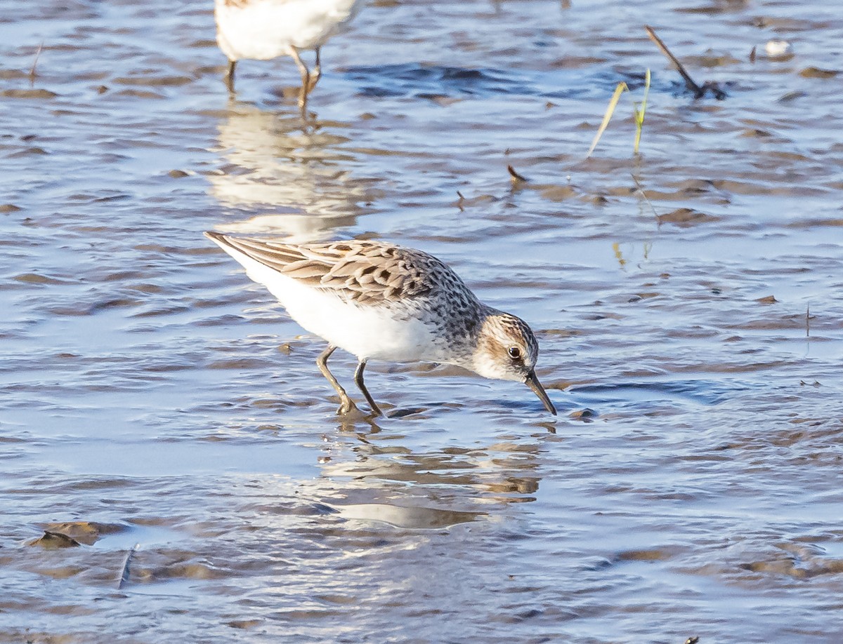 Semipalmated Sandpiper - Mike Murphy