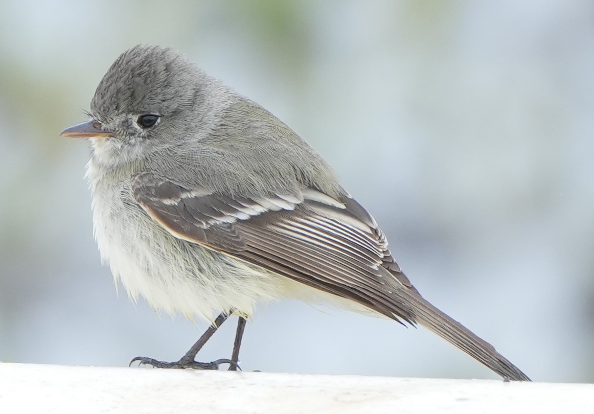 Gray Flycatcher - Greg Mihalik