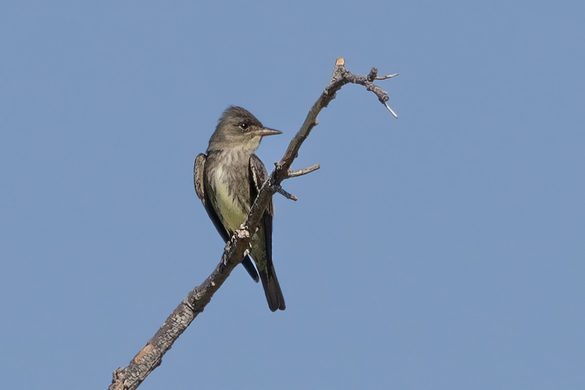 Olive-sided Flycatcher - Peggy Steffens