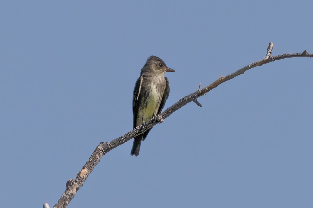 Olive-sided Flycatcher - Peggy Steffens
