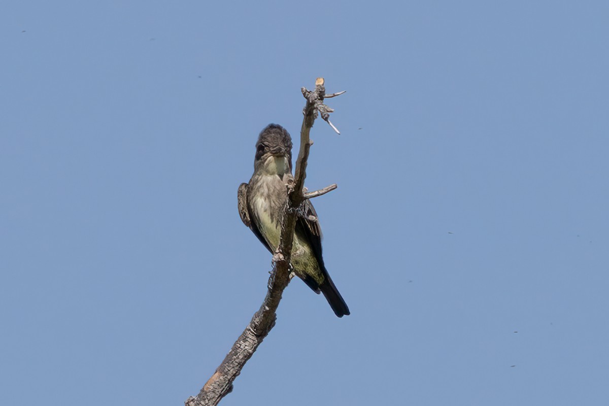 Olive-sided Flycatcher - Peggy Steffens