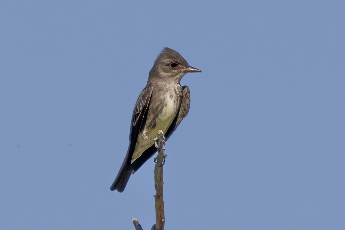 Olive-sided Flycatcher - Peggy Steffens