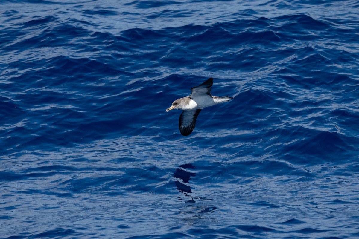 Cory's Shearwater - Luis Guillermo