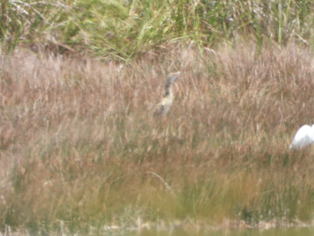 Pinnated Bittern - ML619095073