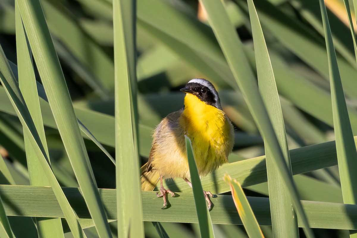 Common Yellowthroat - Peggy Steffens