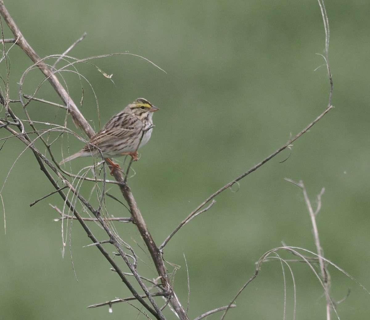 Savannah Sparrow - Bob Foehring