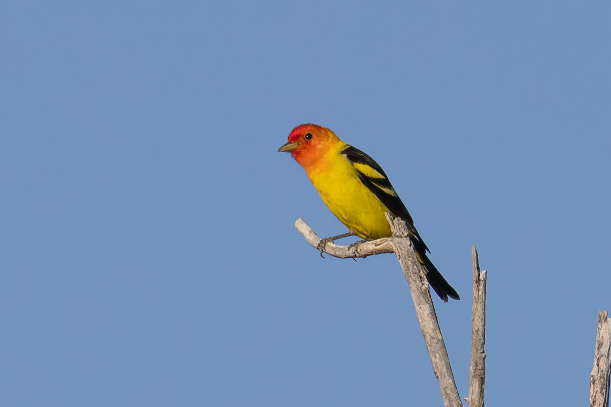 Western Tanager - Peggy Steffens