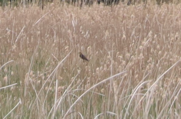 Yellow-headed Blackbird - Randal Newton