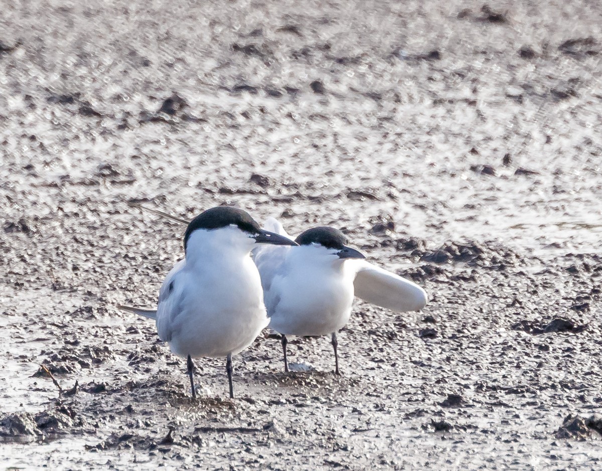 Gull-billed Tern - Mike Murphy