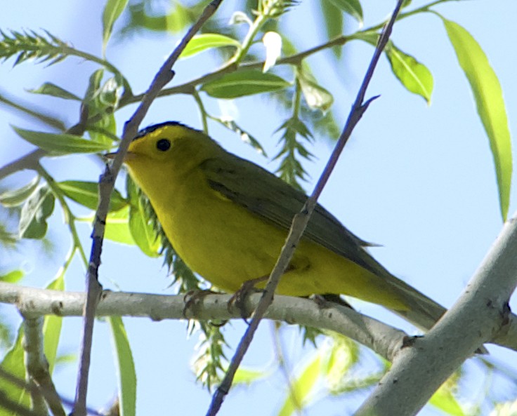 Wilson's Warbler - Dave Trochlell