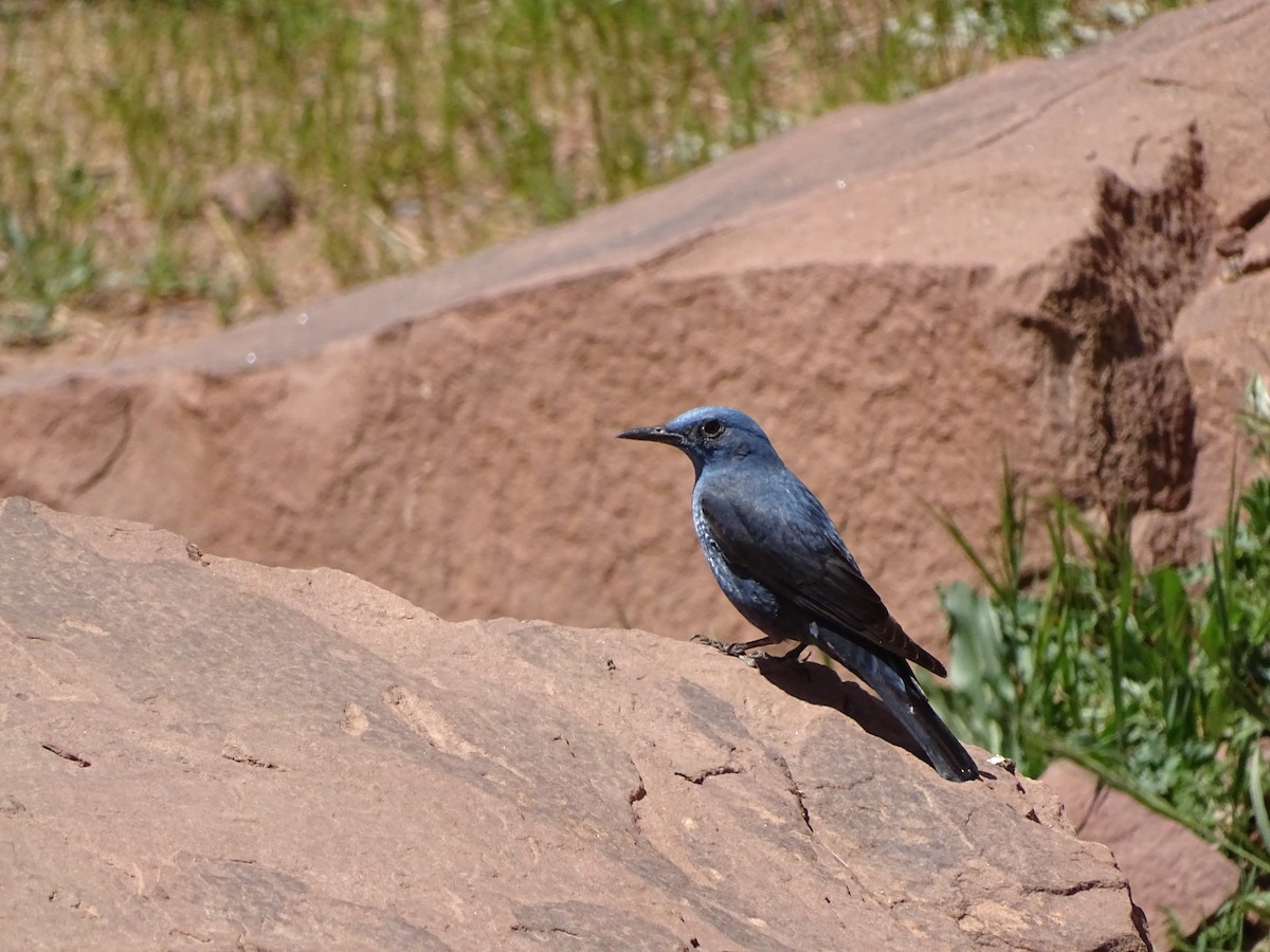 Blue Rock-Thrush (solitarius/longirostris) - Léo-Paul Godderis 🦜