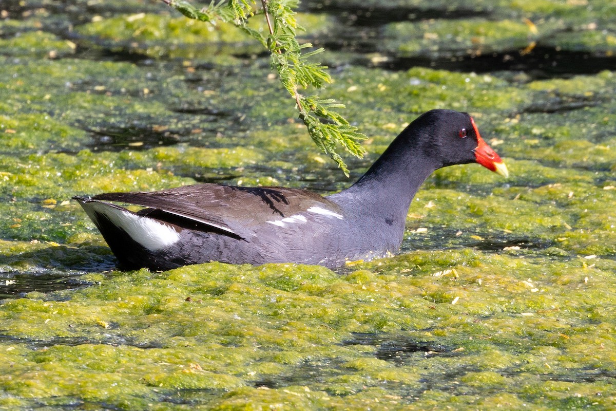 Common Gallinule - Peggy Steffens