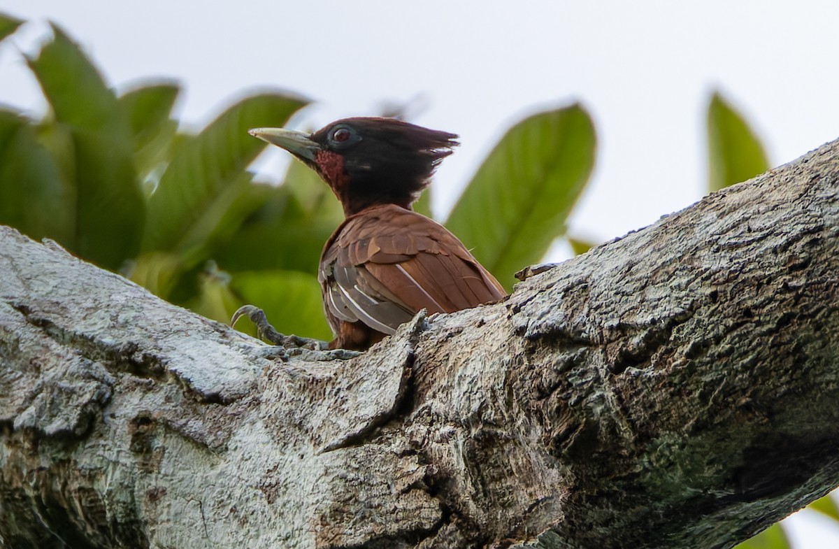 Chestnut Woodpecker - ML619095152