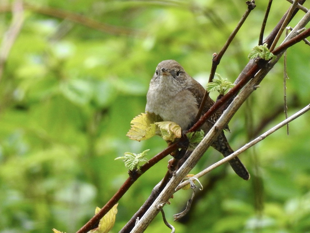 House Wren - Linda Standfield