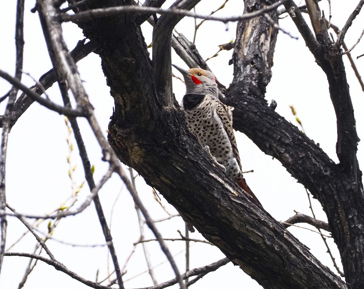 Northern Flicker (Yellow-shafted x Red-shafted) - ML619095190
