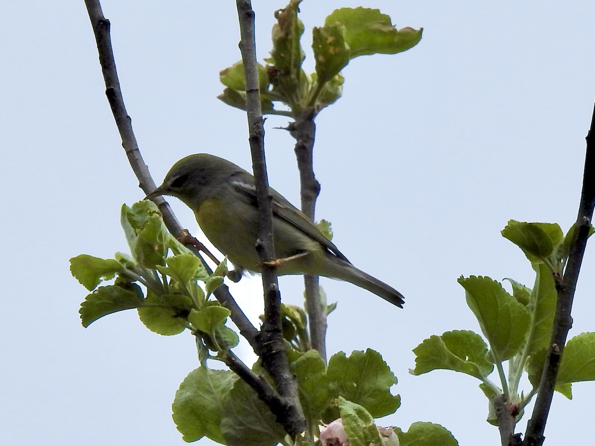 Northern Parula - Linda Standfield