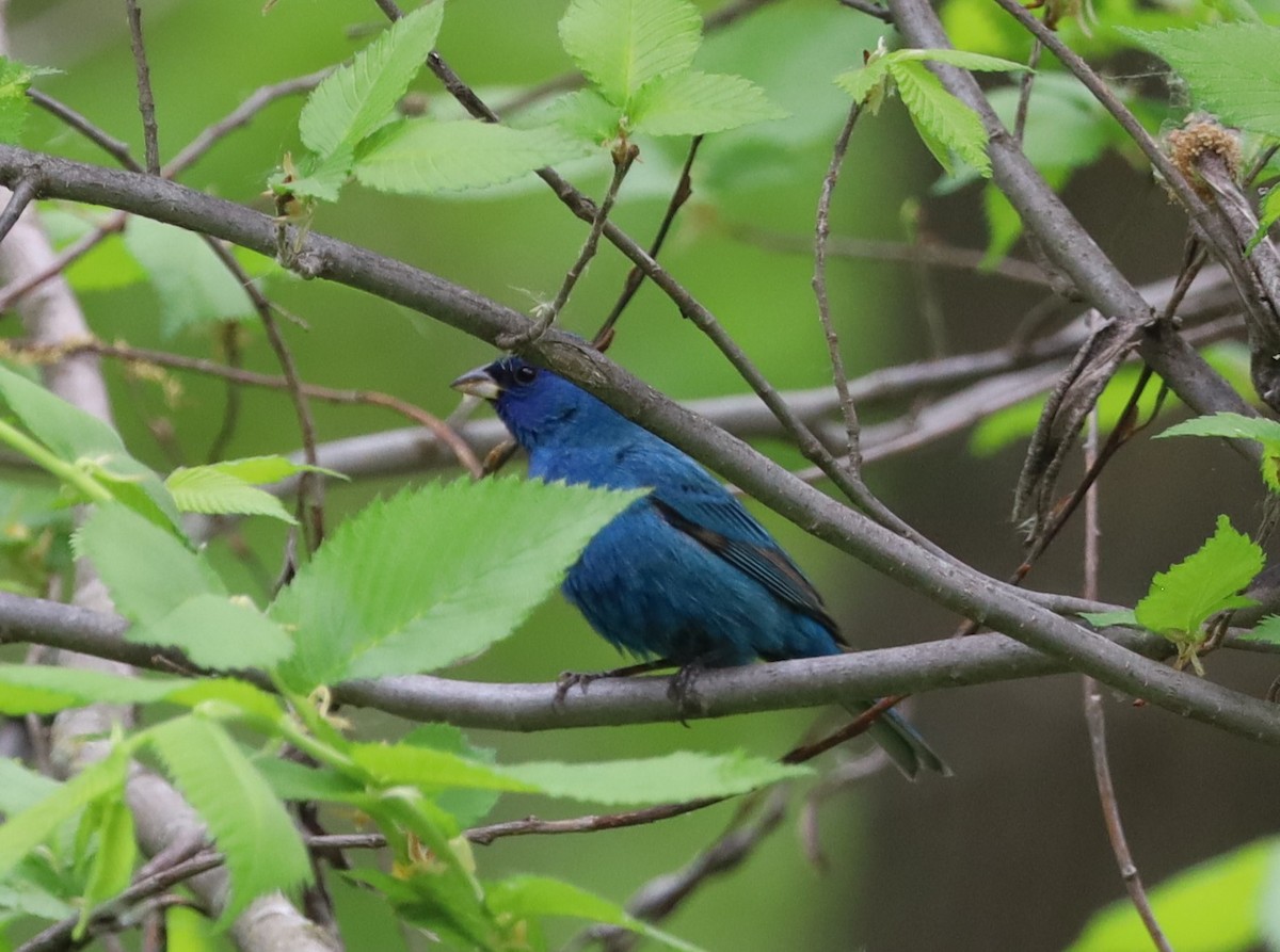 Indigo Bunting - Randal Newton