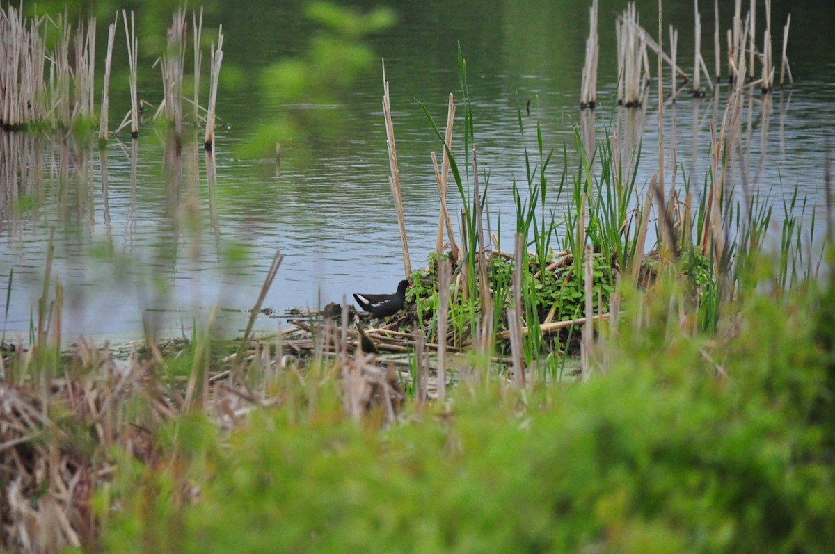 slípka americká - ML619095211