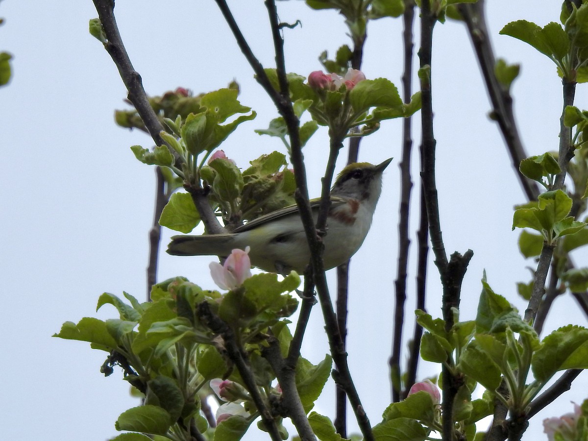 Chestnut-sided Warbler - Linda Standfield