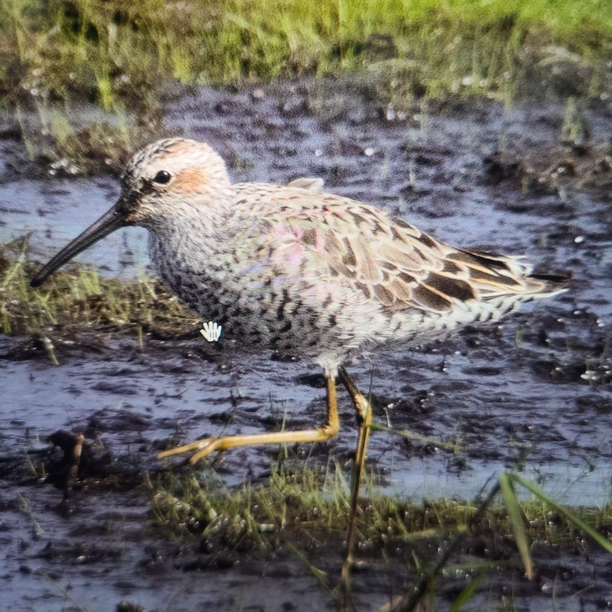 Stilt Sandpiper - ML619095214