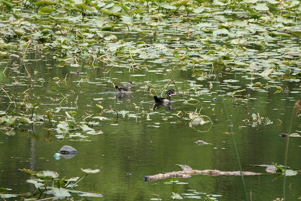 Wood Duck - ML619095221
