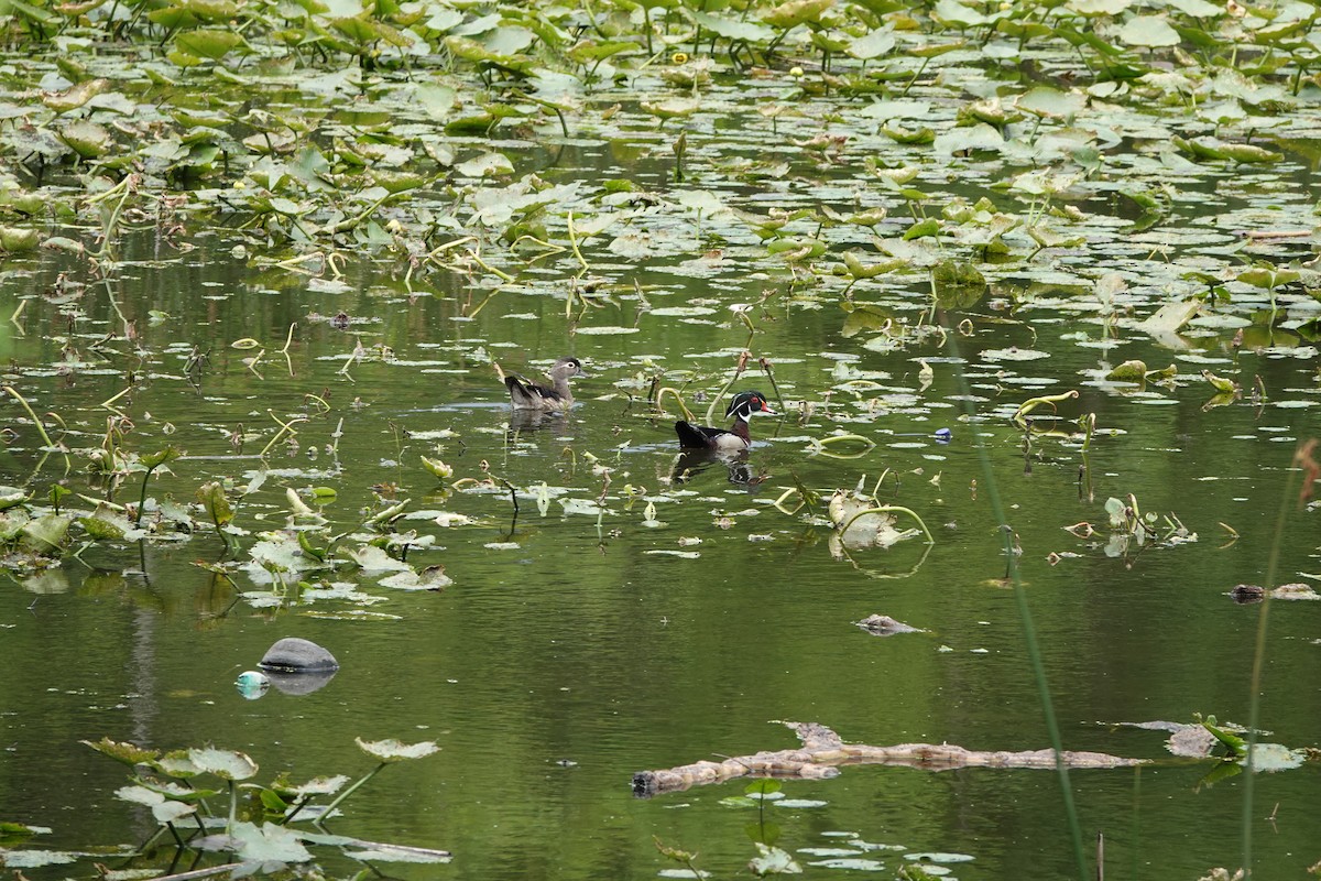 Wood Duck - Linda  Nong