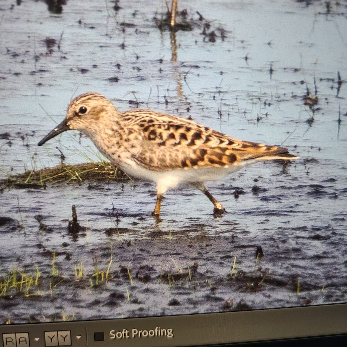 Least Sandpiper - ML619095223