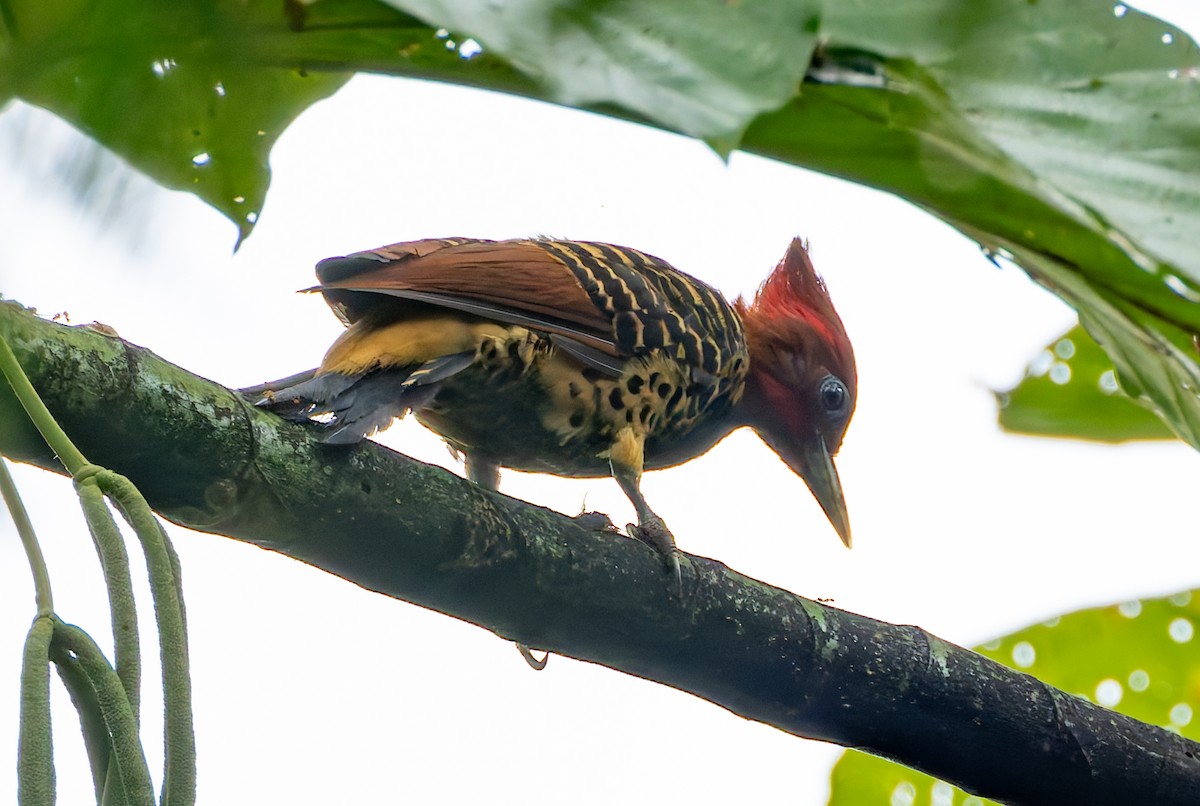 Rufous-headed Woodpecker - Joe Aliperti