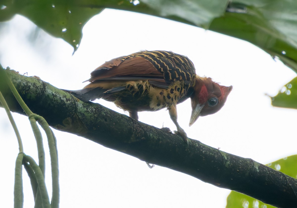 Rufous-headed Woodpecker - Joe Aliperti