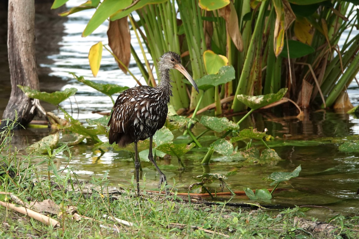 Limpkin - ML619095250