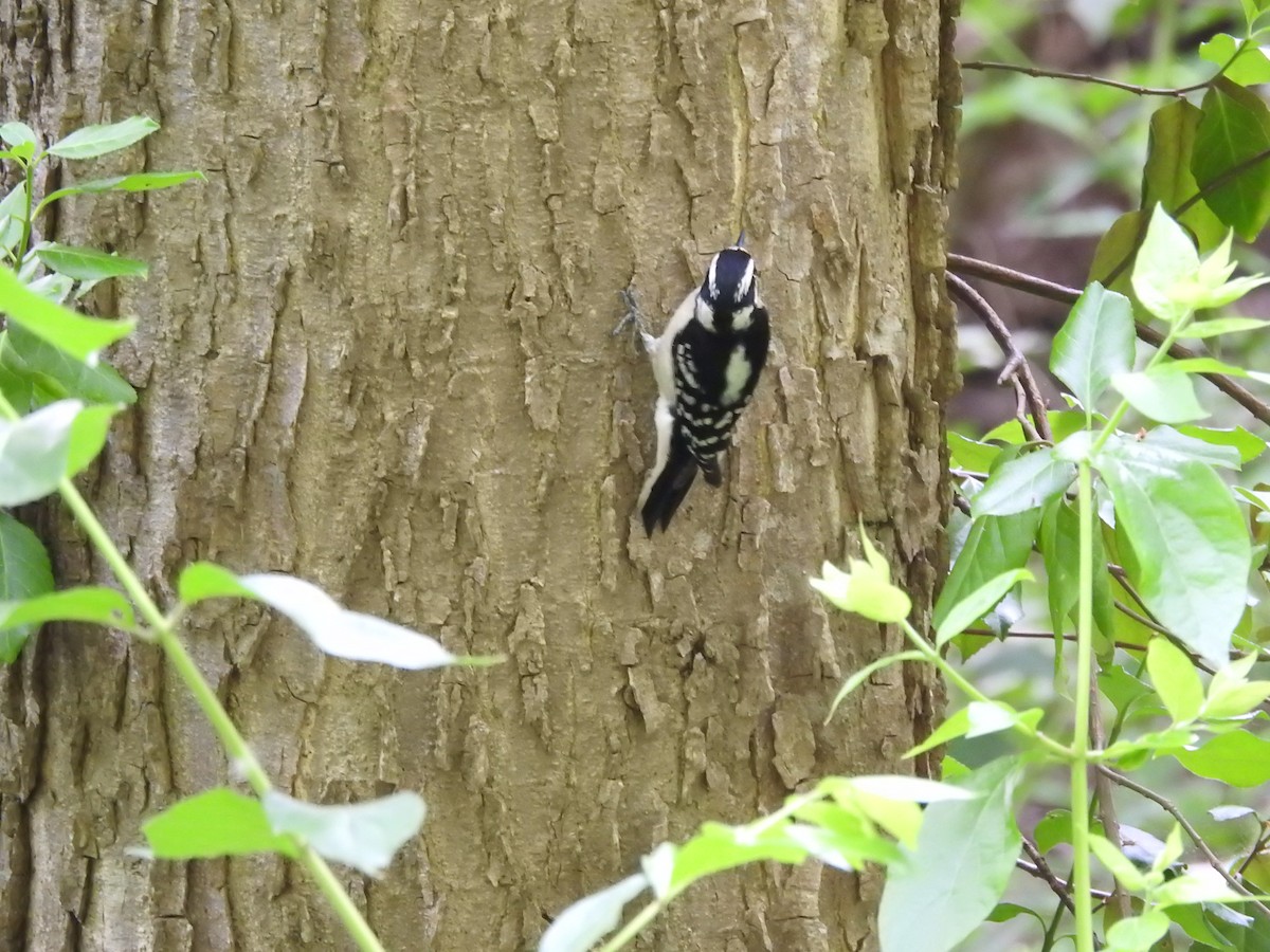 Downy Woodpecker - Isaiah Craft