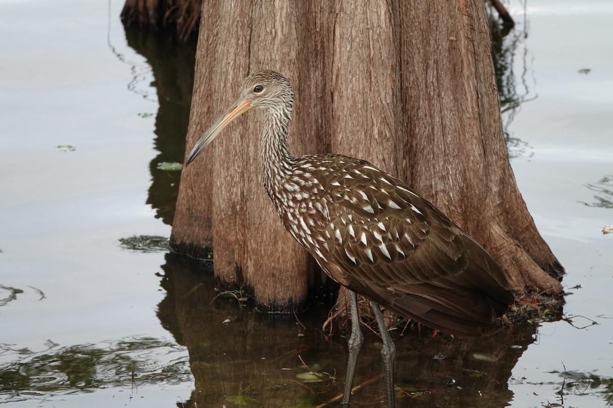 Limpkin - Linda  Nong