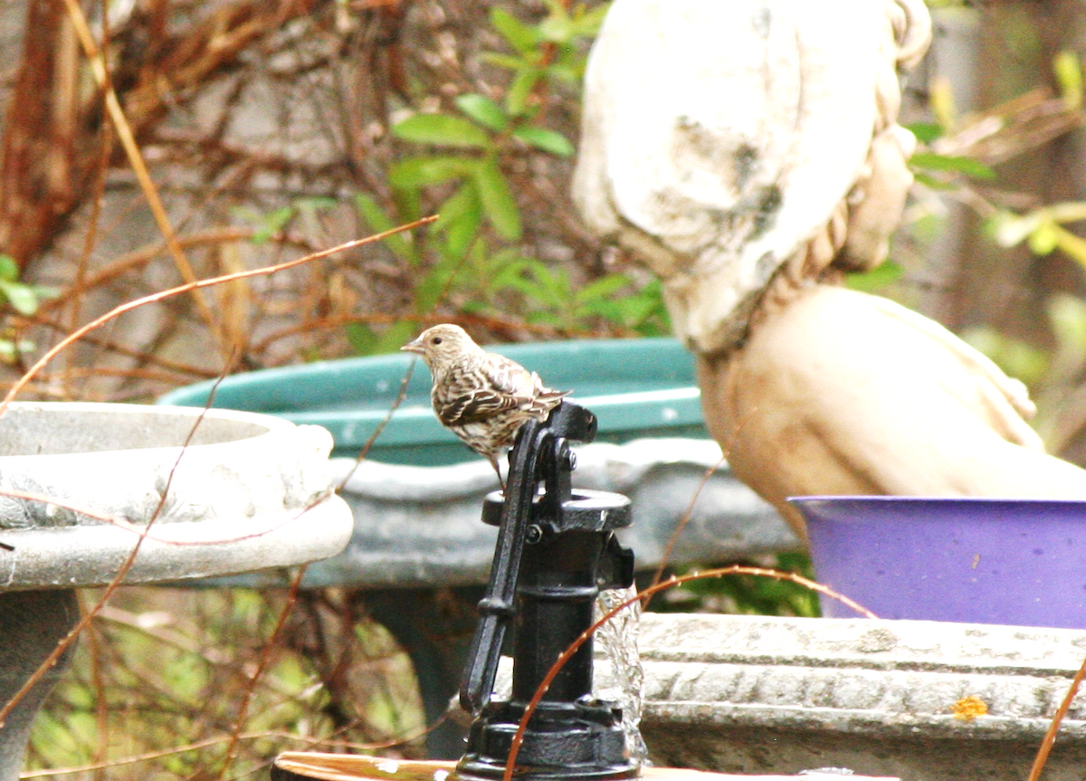 Pine Siskin - Muriel & Jennifer Mueller