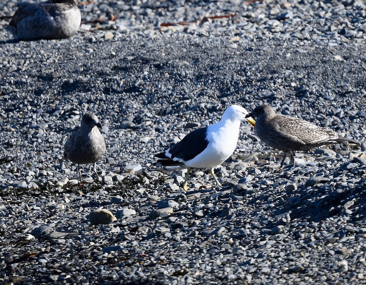 Brown Skua - ML619095261