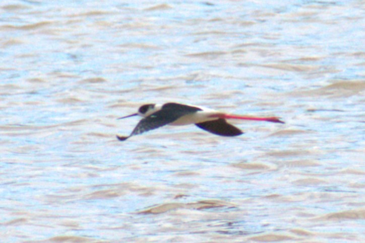 Black-winged Stilt - ML619095262