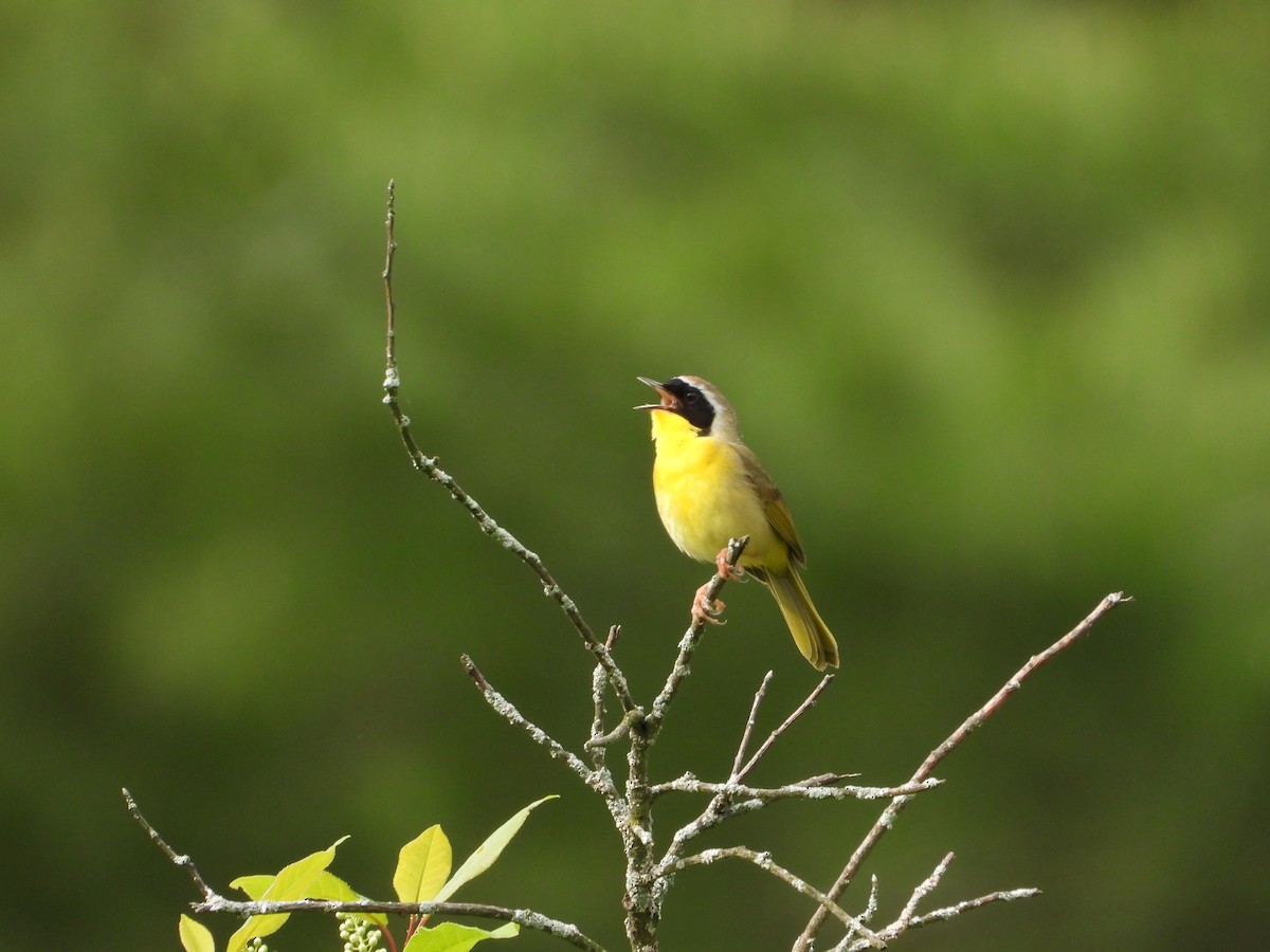 Common Yellowthroat - Marc Roy