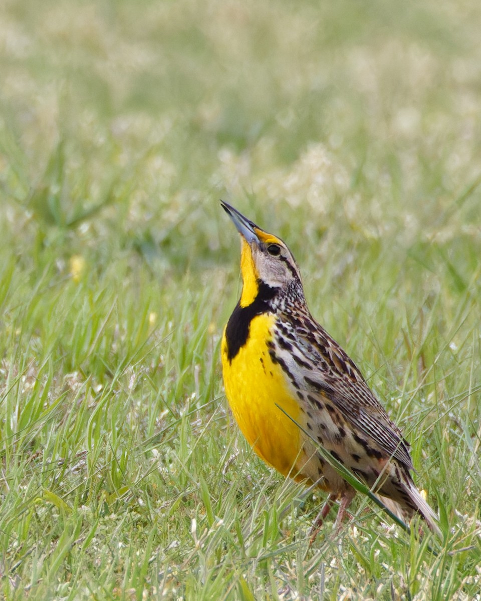 Eastern Meadowlark - Timothy Burnett