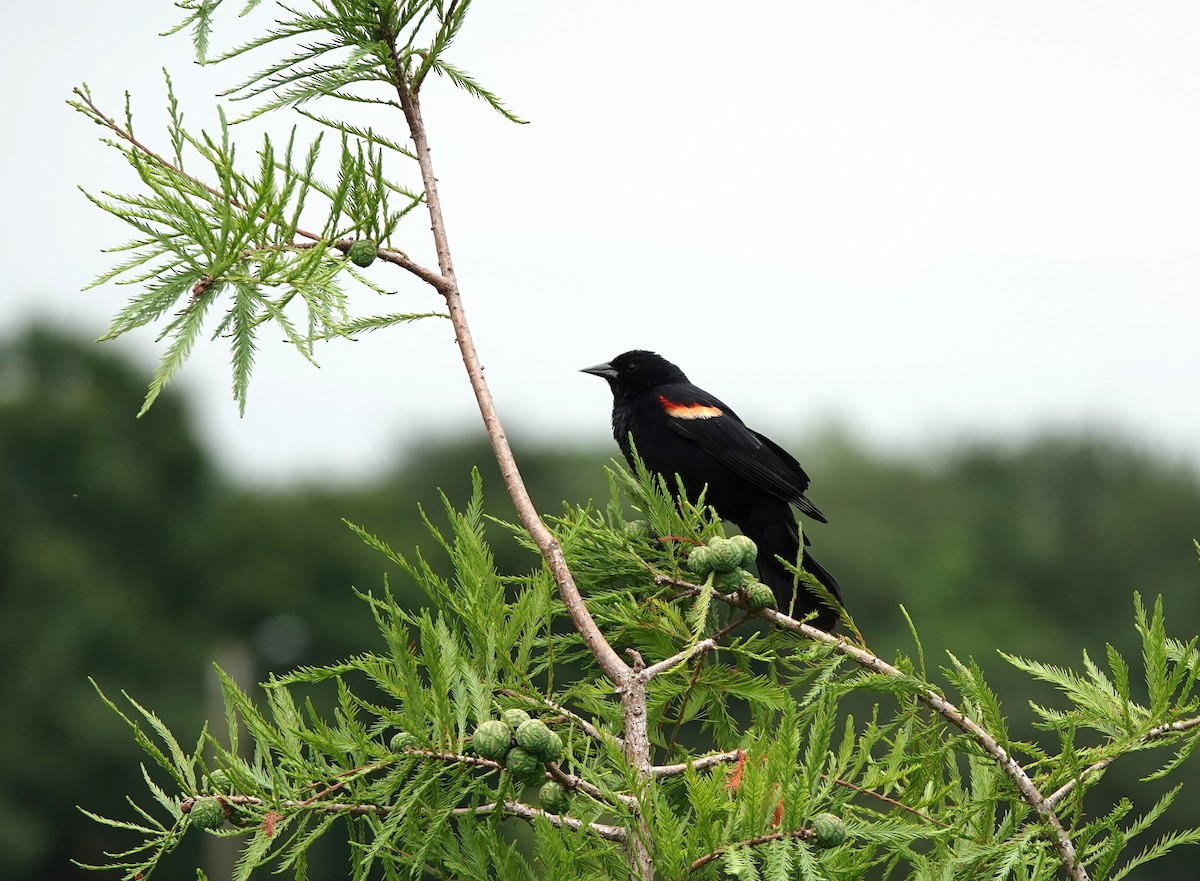 Red-winged Blackbird - ML619095304