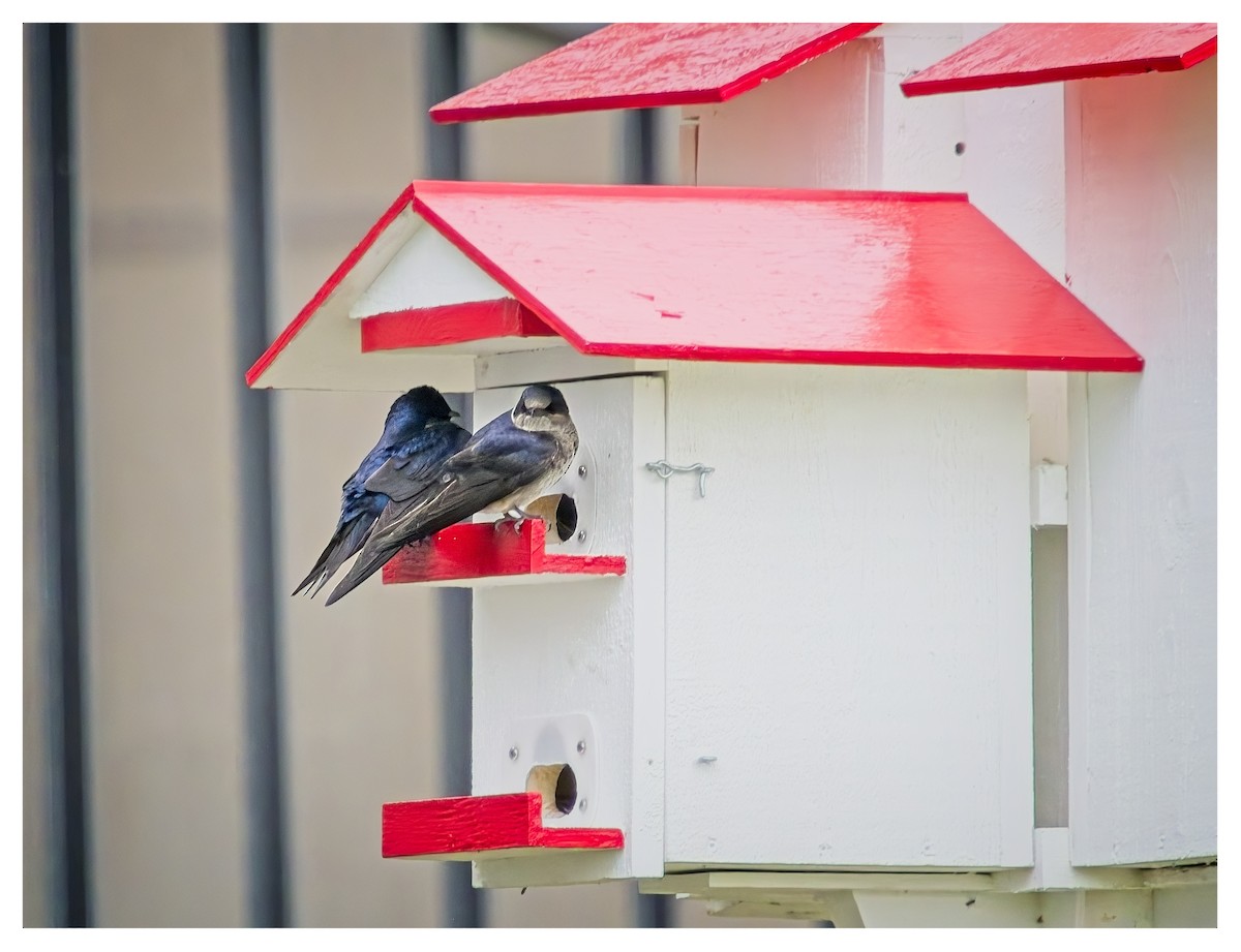 Purple Martin - Doug Lawson